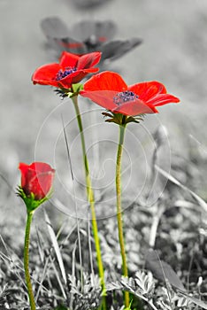 Beautiful Wild Anemone (windflower) for Valentine's Day -