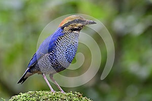 Beautiful wild animal, Blue Pitta (Hydrornis cyaneus) colorfull