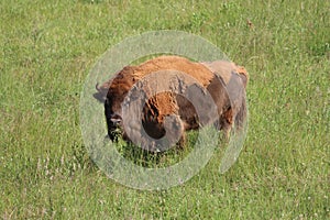 Beautiful wild animal European bison zoo safari herbivore photo