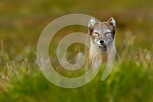 Beautiful wild animal in the grass. Arctic Fox, Vulpes lagopus, cute animal portrait in the nature habitat, grass meadow with flow