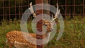 Beautiful wild animal spotted deer with horns on the background of nature, japanese deer, dappled