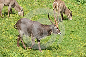 Beautiful wild animals boiling horns safari antelopes gazelles photo