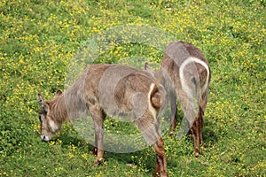 Beautiful wild animals boiling horns safari antelopes gazelles photo