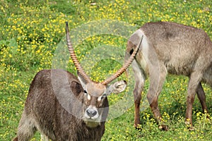 Beautiful wild animals boiling horns safari antelopes gazelles photo