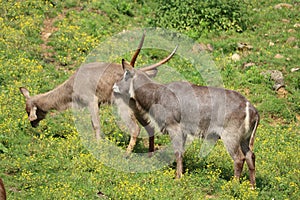 Beautiful wild animals boiling horns safari antelopes gazelles photo