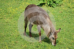 Beautiful wild animals boiling horns safari antelopes gazelles photo