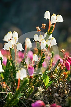 Beautiful wild Arctic bell-heather flowers (Cassiope tetragona)