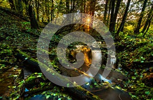 Beautiful wild autumnal forest with small stream.