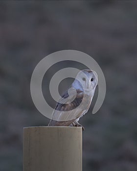 Barn owl