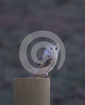 Barn owl