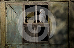 Barn owl perched on a barn window