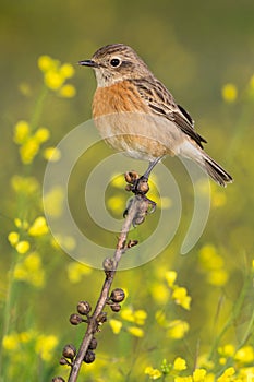 Beautiful wild bird