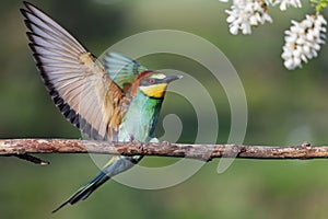 Beautiful wild bird flapping its wings