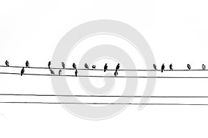 Wild black big birds sitting on a high voltage line on white isolated background