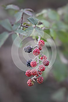 Beautiful wild blackberries