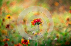 Beautiful wild blossming autumn flowers background