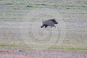 Beautiful wild boar of great size and weight running through the field photo