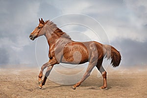 Beautiful wild brown horse galloping on sky