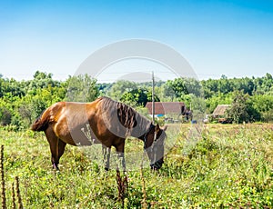 Beautiful wild brown horse stallion on summer flower meadow