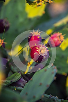 Beautiful wild cactus flowers in thefiled