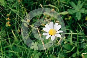 Beautiful wild camomile flowers. Blooming meadow with organic herbs