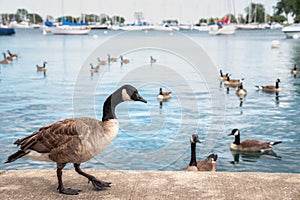 A beautiful wild Canadian goose stands on the concrete curved shoreline along Montrose harbor in Chicago with out of focus geese