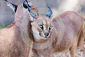 Beautiful wild Caracals in the zoo photo