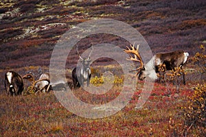 Wild Caribou in Alaska photo