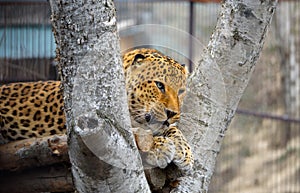 A beautiful wild cat -a Far Eastern leopard in the zoo at its favorite place.