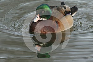 A beautiful wild cross breed Wood Duck or Carolina duck Aix sponsa male swimming on a river.