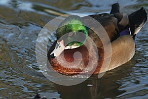 A beautiful wild cross breed Wood Duck or Carolina duck Aix sponsa male swimming on a river.