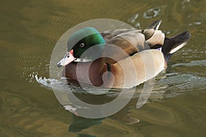 A beautiful wild cross breed Wood Duck or Carolina duck Aix sponsa male swimming on a river.