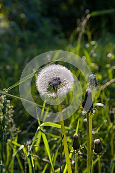 Beautiful wild dandelion flowers on green meadow background. Closeup