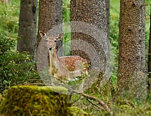 Beautiful wild deer on a pine tree forest near the Alps