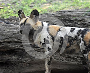 Beautiful wild dog with a spotted coat