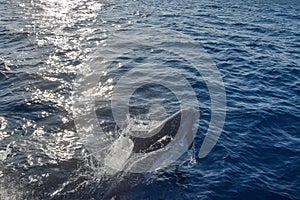 Beautiful wild dolphin leaping out of the water with sun reflecting on the sea