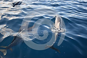 Beautiful wild dolphins swimming in a free environment. Marine wildlife background.