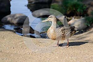 Beautiful wild duck