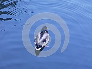 A beautiful wild duck floated quietly on the water.