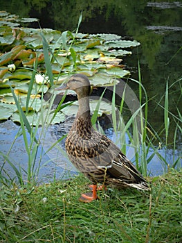 Beautiful wild duck poses in front of the camera with an interesting design