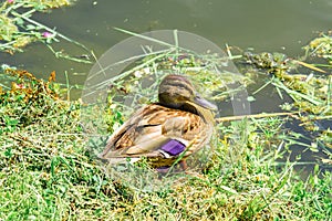 Beautiful wild duck on the shore of a city lake on a warm summer day among the greenery.