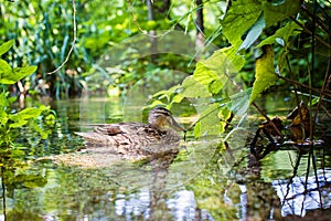 Beautiful wild duck swimming in the lake