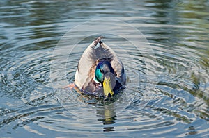 Beautiful wild duck swims in the pond