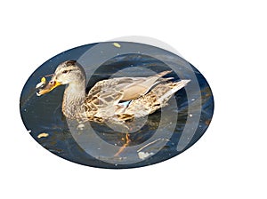 A beautiful wild duck swims in the pond on an isolated background.