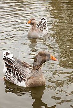 Beautiful wild ducks