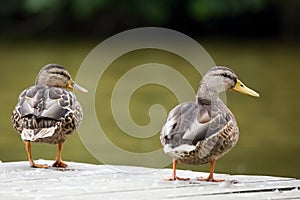 Beautiful Wild ducks stands on the bank of the river. Ducks look to the right, turned back.