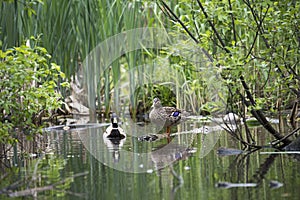 Beautiful wild ducks swim in the pond