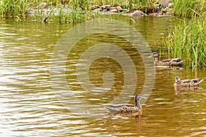 beautiful, wild ducks swimming near the shore of a natural reservoir, river,