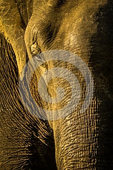 Elephants eye , closeup