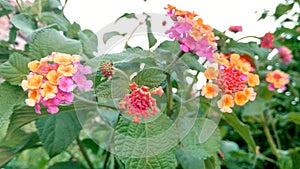 beautiful wild flower and buds